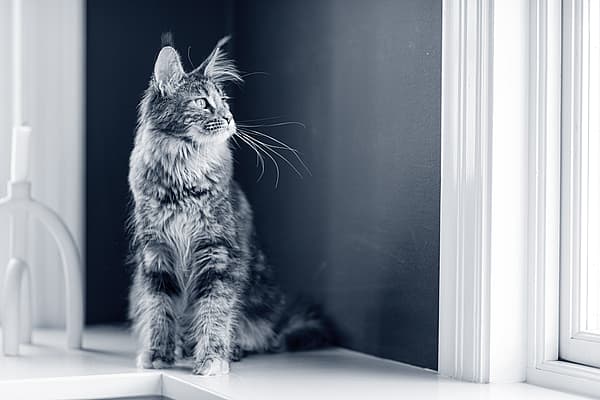Un gato sentado en una repisa.