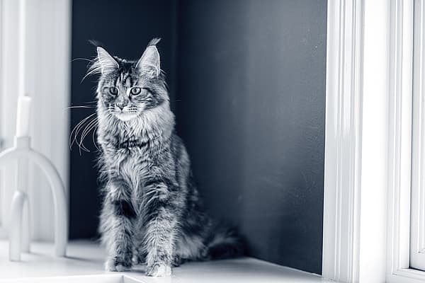 Un gato sentado en el alféizar de una ventana.