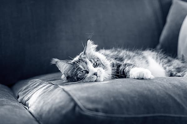 Un gato acostado en un sofá.