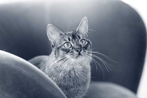 Un gato mirando a la cámara.