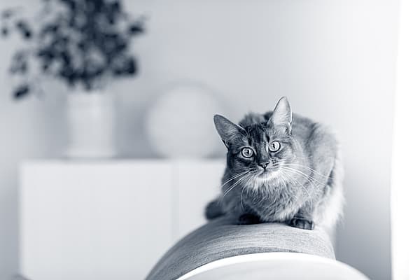 Un gato sentado en un sofá.