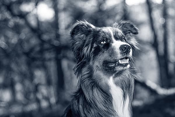 Un perro mirando en el aire.