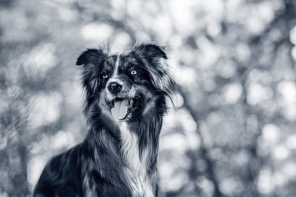 Un perro con la lengua fuera.