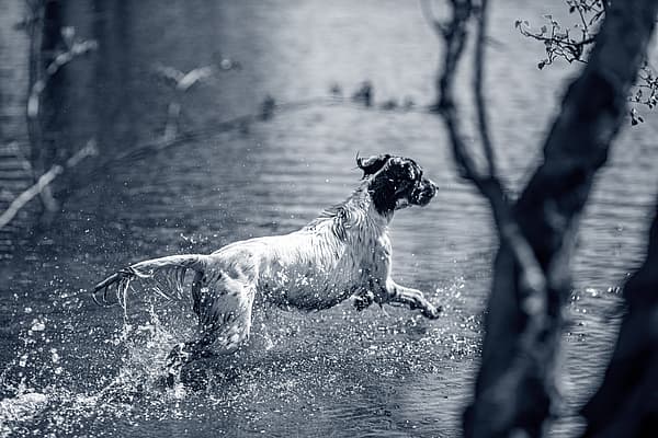 Un perro corriendo en el agua.