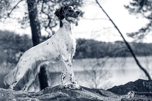 Un perro parado sobre una roca.