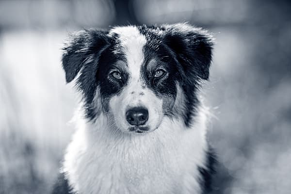 Un perro blanco y negro.
