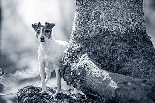 Un perro parado junto a un árbol.