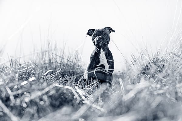 Un perro sentado en la hierba alta.