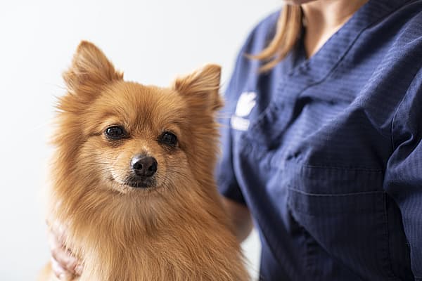 Un perro acariciado por una persona.