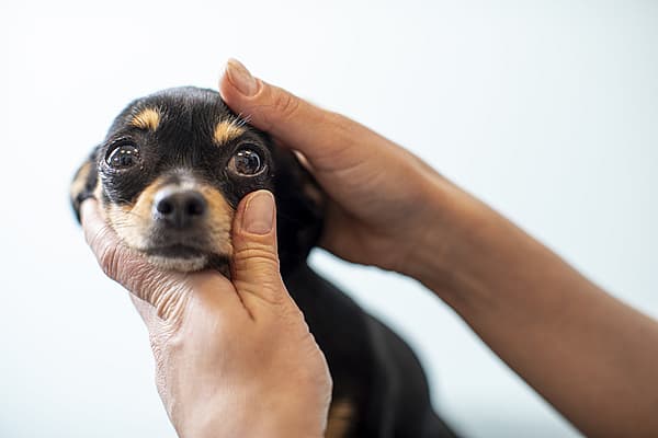 Una persona sosteniendo a un perro.
