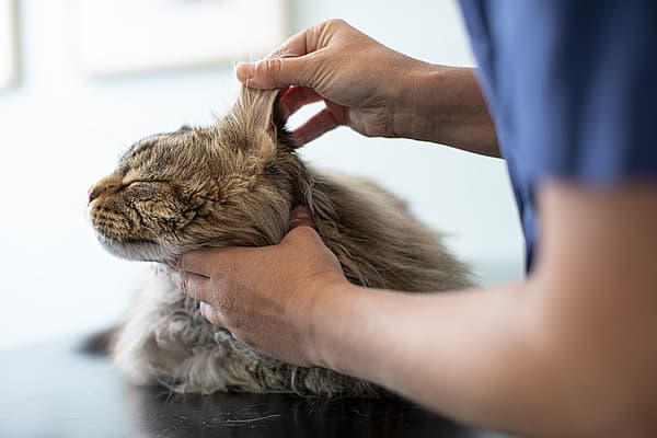 Una persona sosteniendo la oreja de un gato.