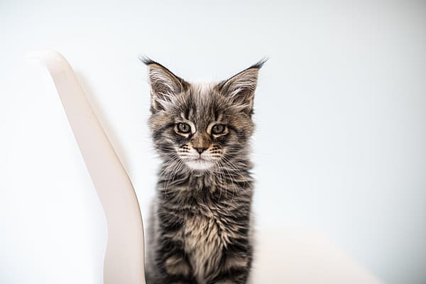 Un gato sentado en una silla.