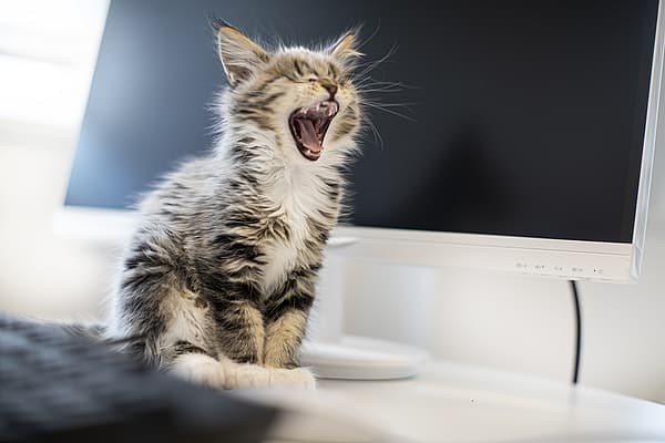 Un gato bostezando en una computadora.