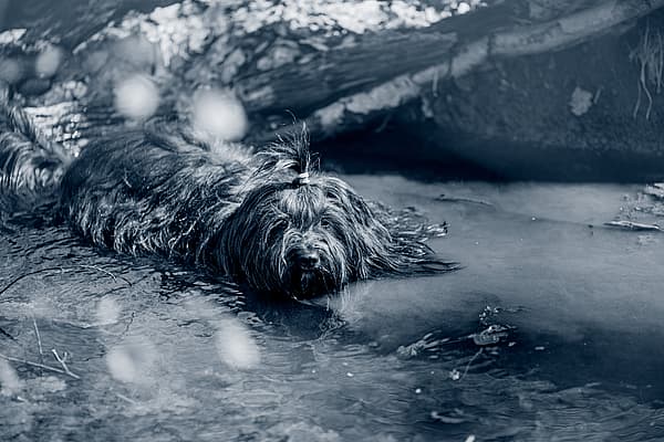 Un perro acostado en el agua.