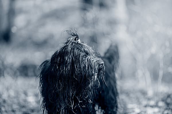 Un perro mojado con una cola de caballo.