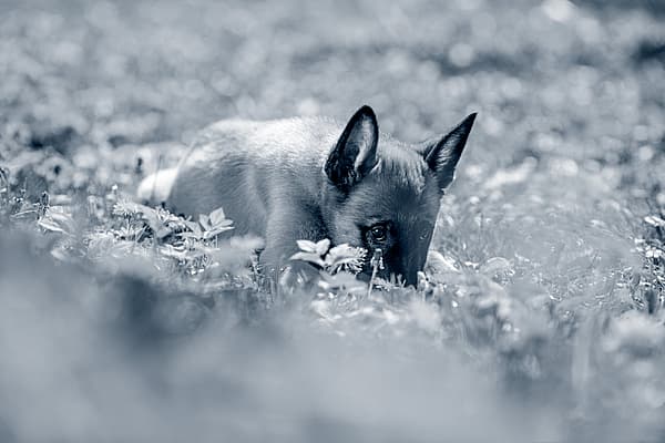 Un animalito tumbado en la hierba.