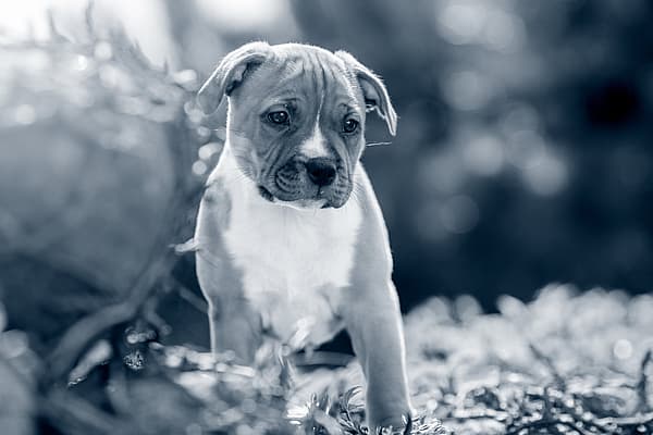 Un perro parado en la hierba.