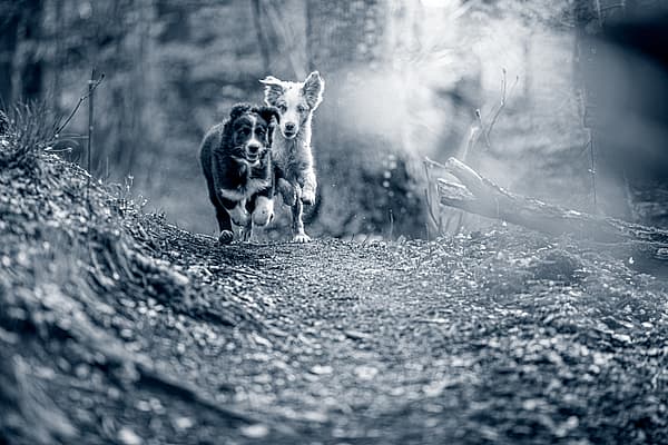 Dos perros corriendo por un camino.