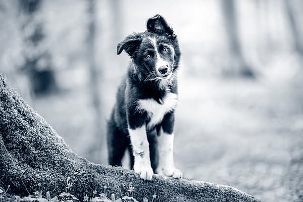 Un perro parado sobre un tronco.