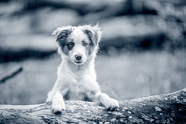 Un perro parado sobre un tronco.