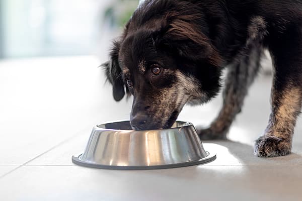 Un perro comiendo de un cuenco.