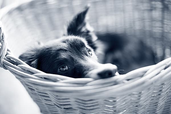 Un perro en una cesta.