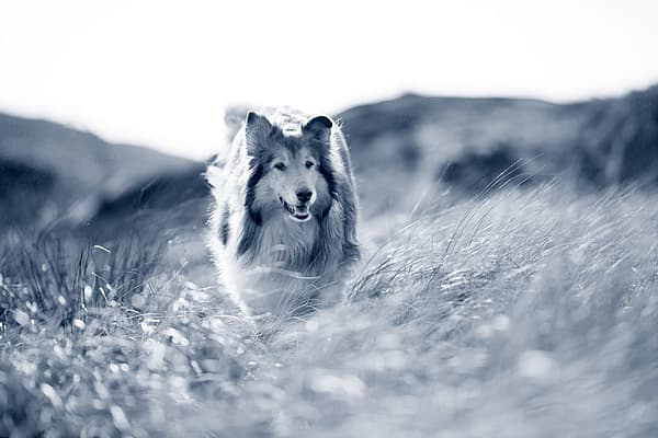 Un perro corriendo por la hierba alta.