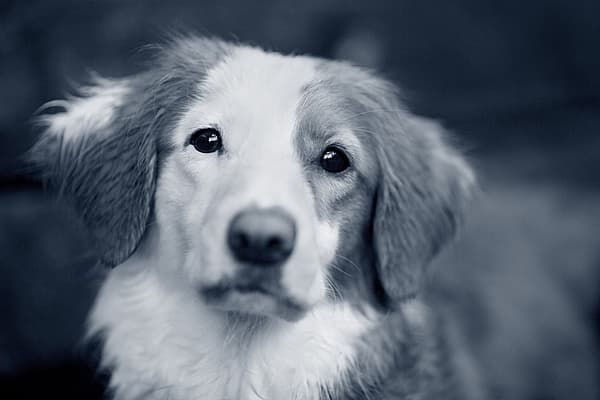 Un primer plano de un perro.