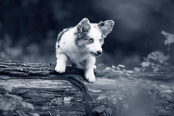 Un perro en un tronco.