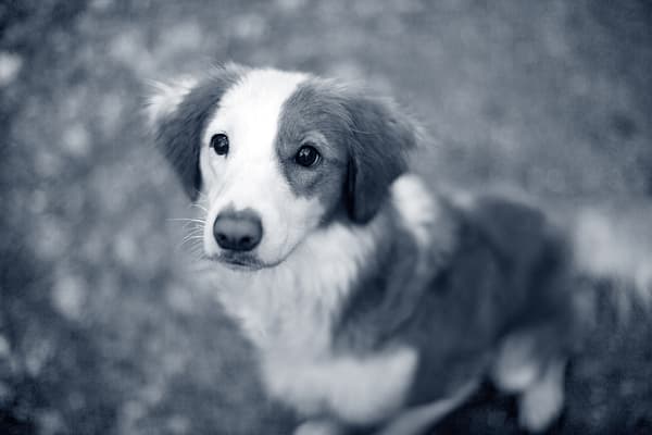 Un perro mirando a la cámara.