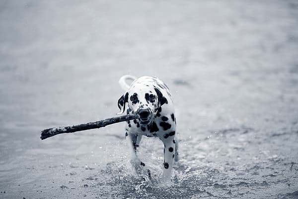 Un perro corriendo por el agua con un palo en la boca.