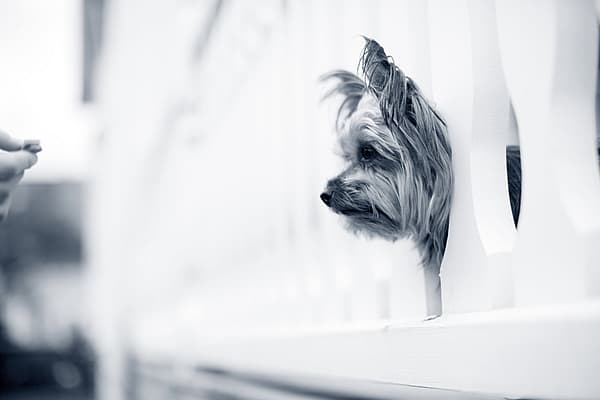 Un perro mirando a través de una pared.