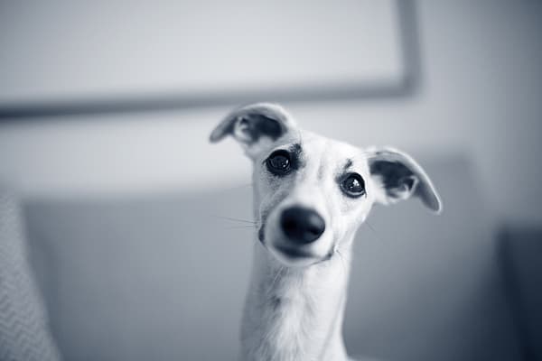 Un perro mirando a la cámara.