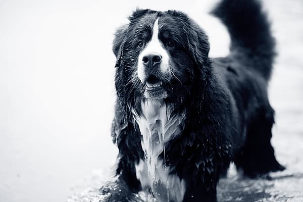 Un perro parado en el agua.