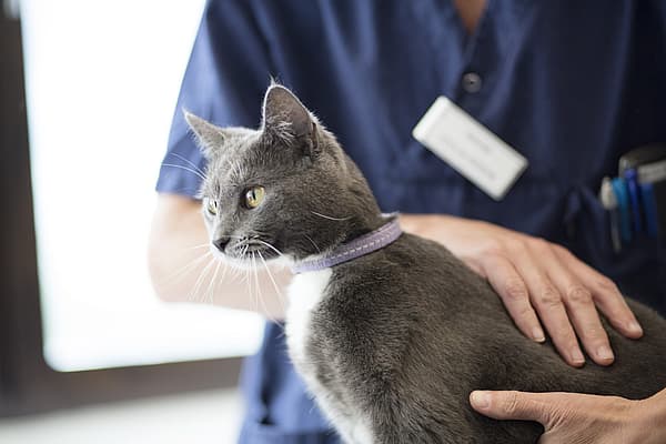 Una persona sosteniendo un gato.