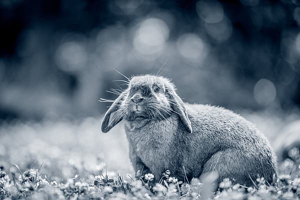 Un conejo sentado en la hierba.