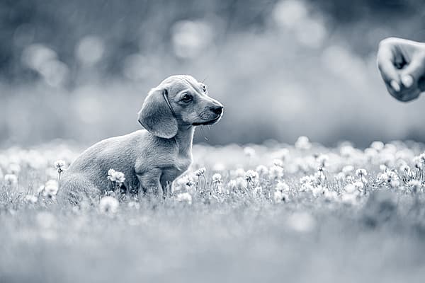 Un perro sentado en un campo de flores.