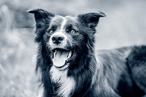Un perro con la boca abierta.