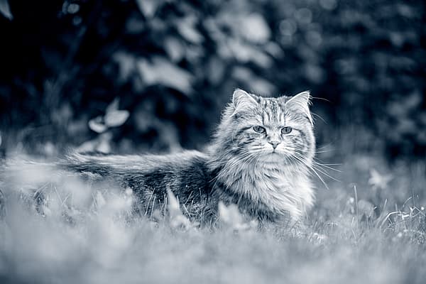Un gato tirado en la hierba.