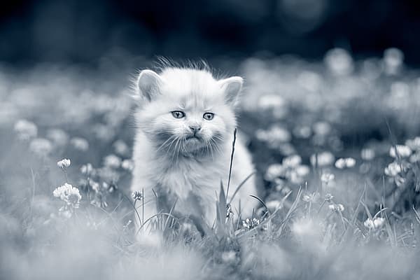 Un gatito en un campo de flores.