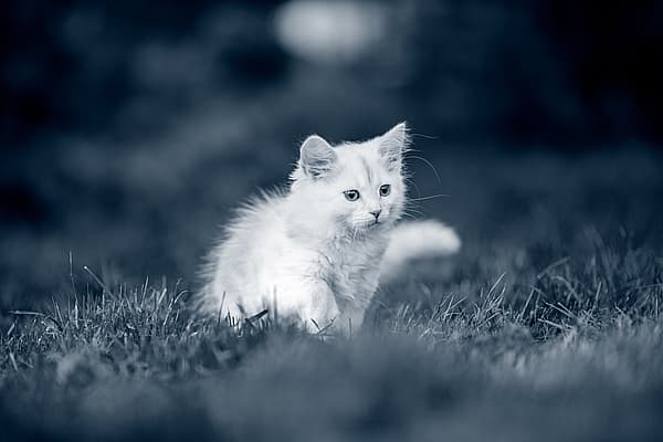 Un gatito blanco corriendo en la hierba.