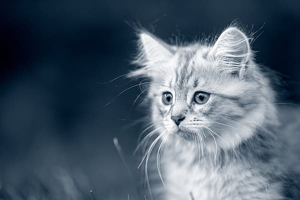 Un gato mirando a la cámara.