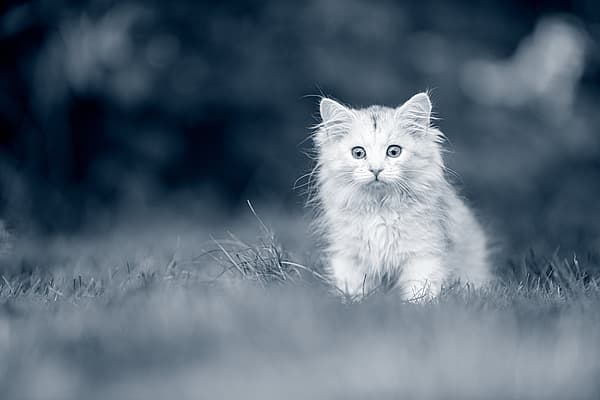 Un gato en la hierba.