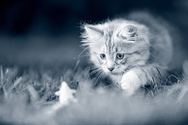 Un gato en la hierba.