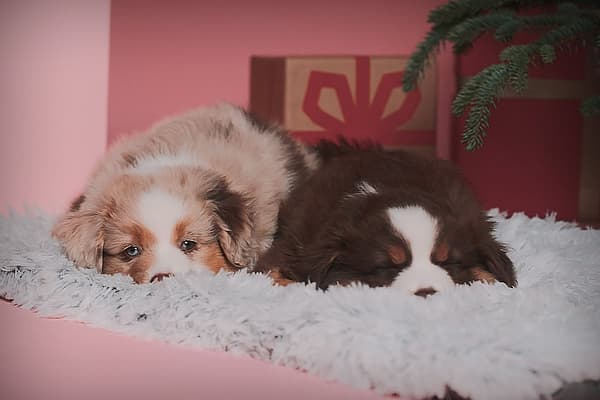 Dos perros tumbados sobre una alfombra.