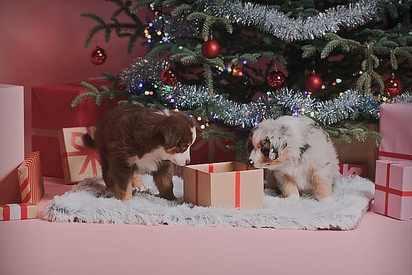 Dos cachorros mirando un regalo debajo de un árbol de Navidad.