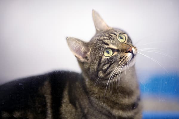 Un gato mirando hacia arriba a algo.