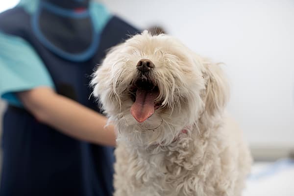 Un perro con la boca abierta.
