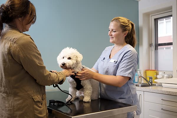 Una persona y un perro siendo examinados por un médico.