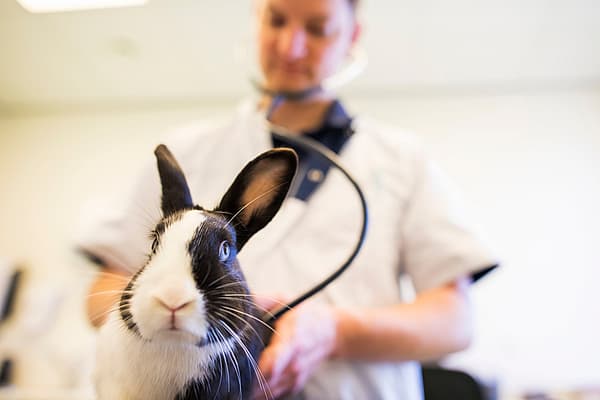 Un conejo examinado por un médico.